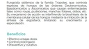 SATORIUS 1L
