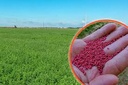 SEMILLA DE  ALFALFA POR KILO
